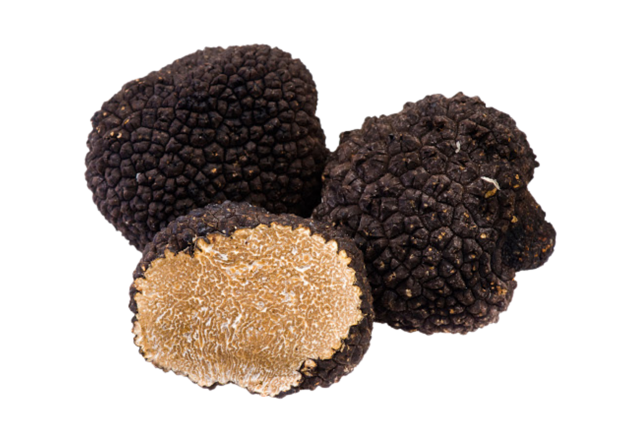 Tartufo nero uncinato Tuber Uncinatum con caratteristiche spore a uncino