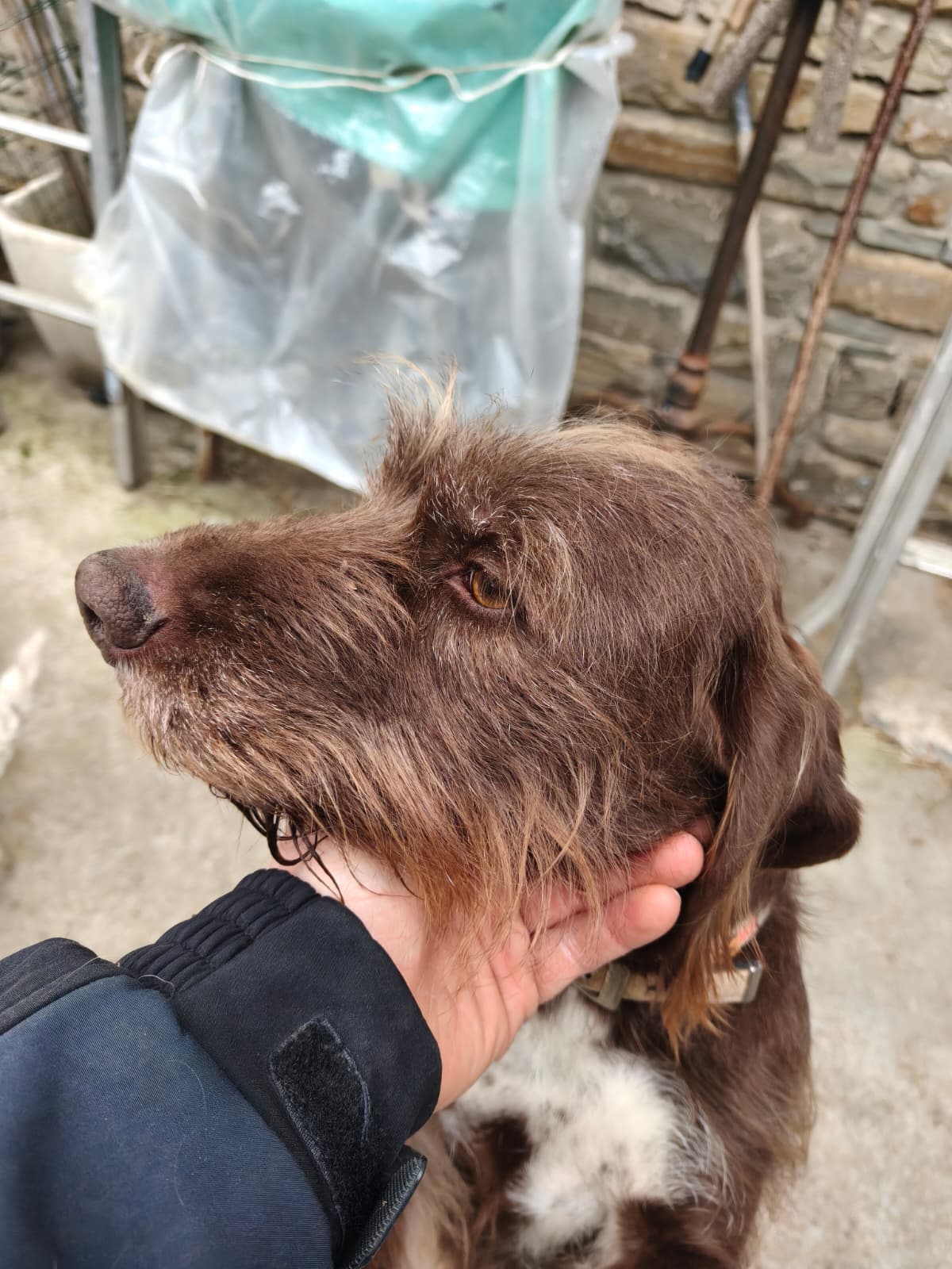 Dolly, Drahthaar-Lagotto, nata il 13 giugno 2019