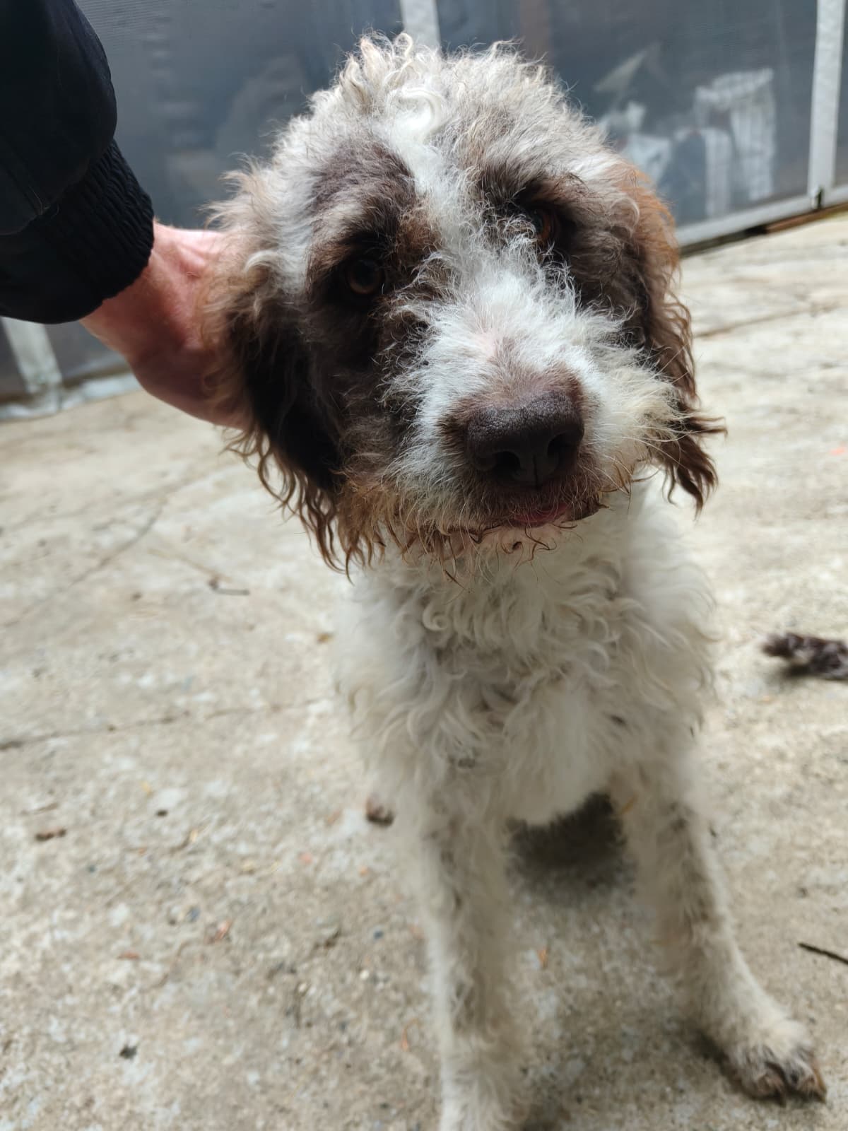 Diana, Drahthaar-Lagotto, nata il 13 giugno 2019