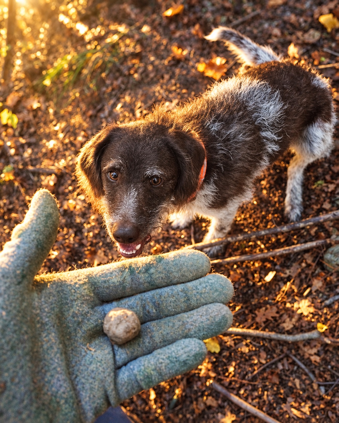 Lady, Drahthaar-Lagotto, nata il 13 giugno 2019