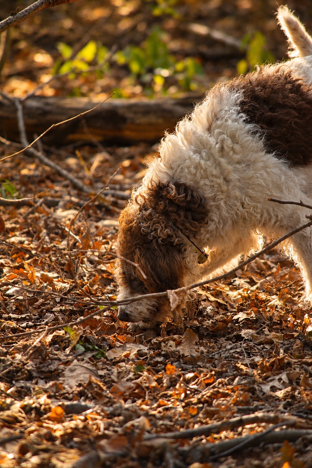Diana, Drahthaar-Lagotto, nata il 13 giugno 2019