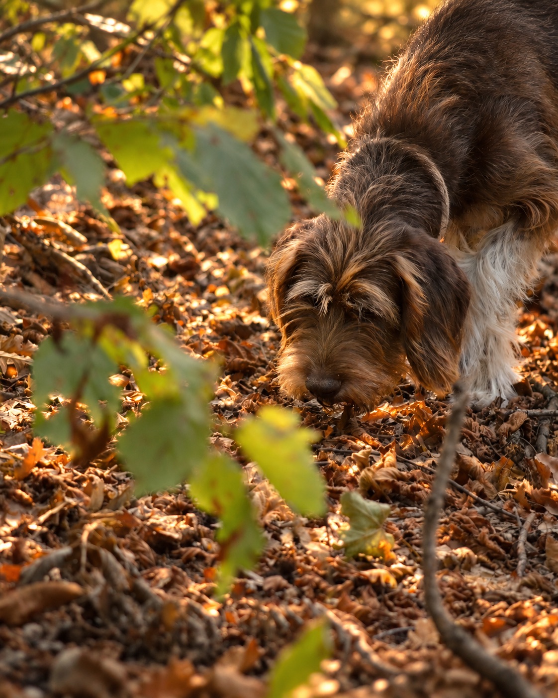 Dolly, Drahthaar-Lagotto, nata il 13 giugno 2019